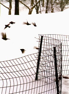 Central Park - Winter-Birds Fly