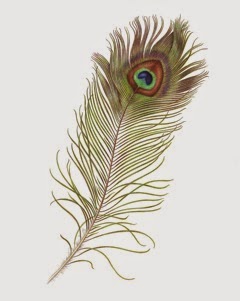 Peacock Feather copy