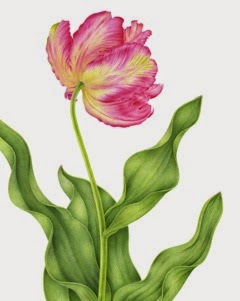 Tulip II copy