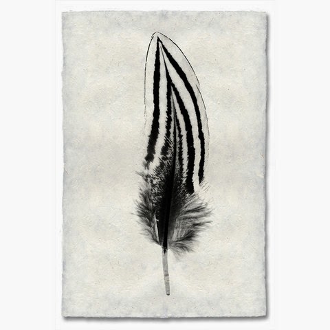 feather2_large